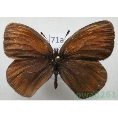 Erebia radians uzungyrus Churkin & Tuzov, 2000 Kyrgyzstan71a
